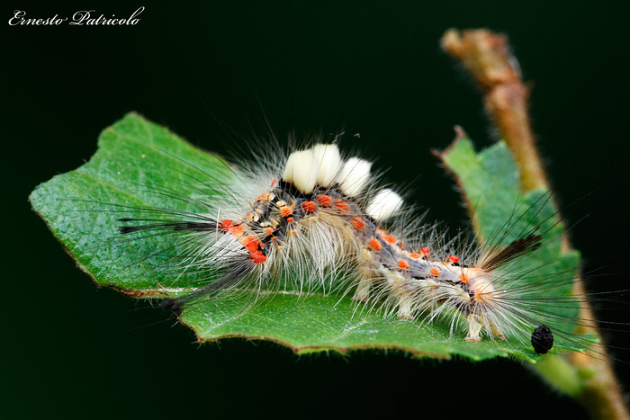 bruco da determinare